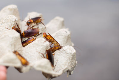 Close-up of insect on hand