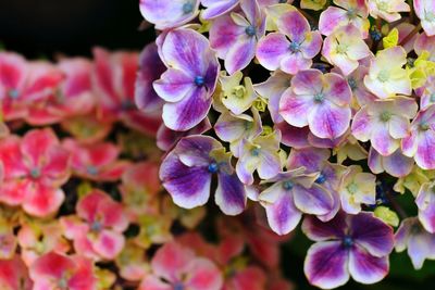 Close-up of pink flowers