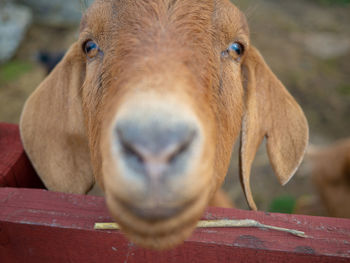 Close-up portrait of a rabbit