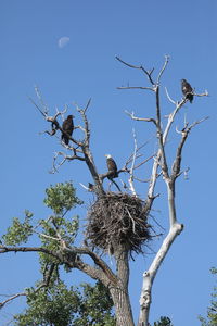 Low angle view of birds perching on tree against sky