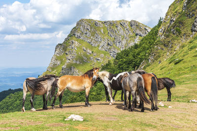 Horses in a field