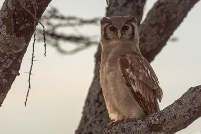Verreaux eagle-owl perched on branch looking down