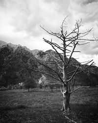 Low angle view of tree against sky