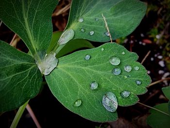 Close-up of leaves