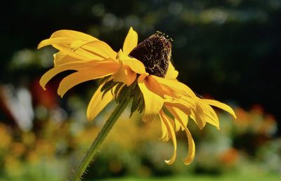 Close-up of yellow flowering plant