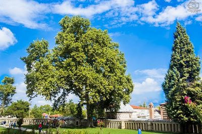 Trees against blue sky in city