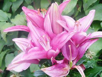 Close-up of pink flowers