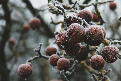 Close-up of snow on berries