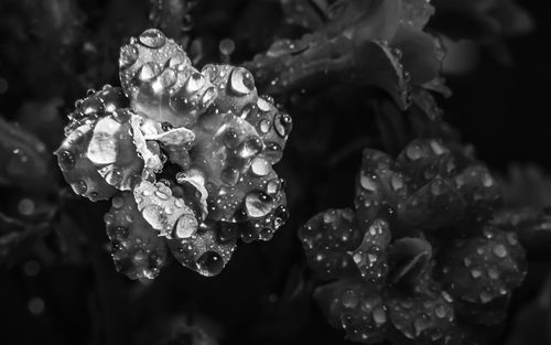 Close-up of water drops on flowers