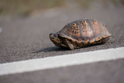 Close-up of turtle on road