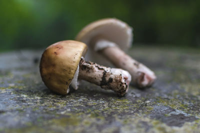 Close-up of mushrooms