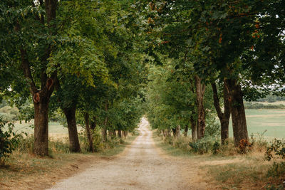 Rear view of man walking on footpath amidst trees