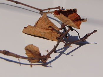 Close-up of dry leaves on branch