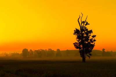 Tree on field against orange sky