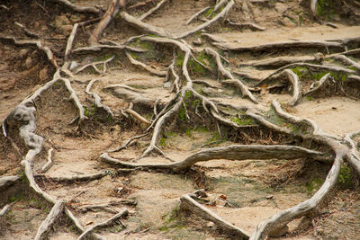 Close-up of tree roots