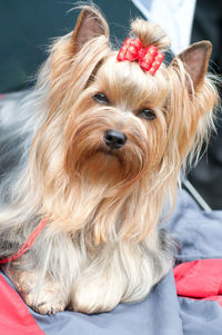 Close-up portrait of a dog