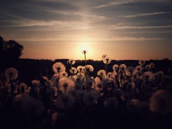 Dandelion on field against sky during sunset