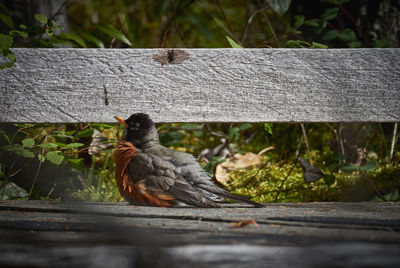 Close-up of bird perching on wood