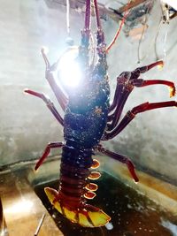 Close-up of insect on glass