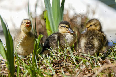 View of birds in nest