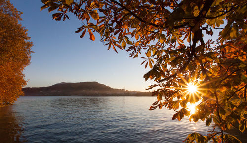 Autumn tree by lake against sky during sunset