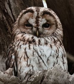 Close-up portrait of owl