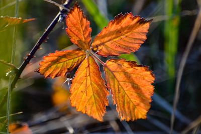 Close-up of maple leaves on plant