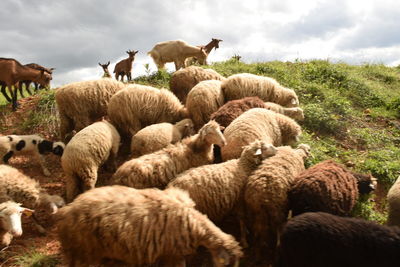 Sheep grazing in a field