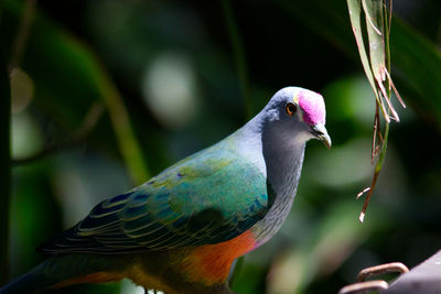 Close-up of parrot perching on leaf