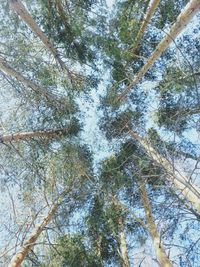 Low angle view of trees against sky