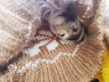 Close-up of cat sleeping in woolen blanket