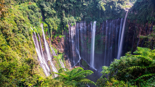 Scenic view of waterfall in forest