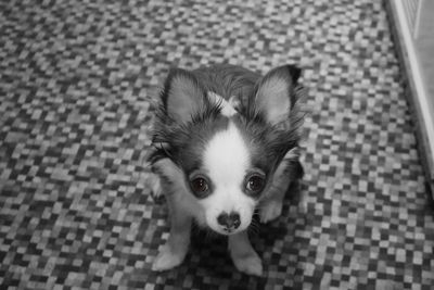 High angle portrait of chihuahua dog with brown eyes at home