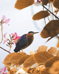 Low angle view of bird perching on plant