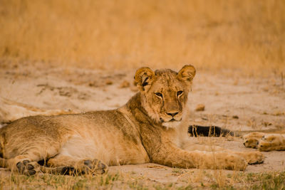 Close-up of lioness on field