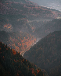 High angle view of trees on mountain