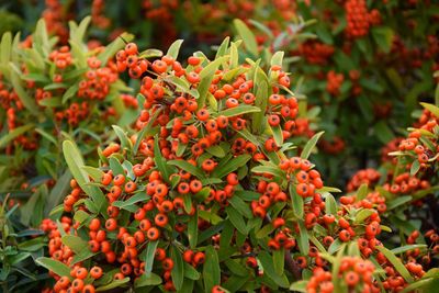 Close-up of red berries on plant