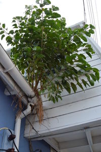 Low angle view of plants against building
