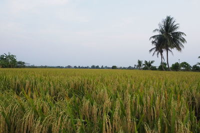 Scenic view of agricultural field against sky