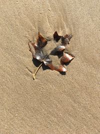 High angle view of crab on sand