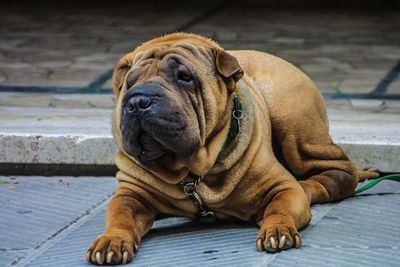 Close-up portrait of dog sitting outdoors