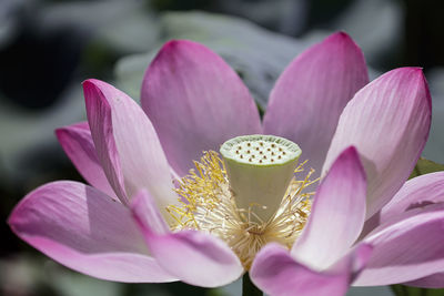 Close-up of lotus water lily