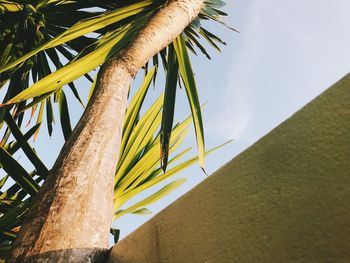 Low angle view of coconut palm tree against sky