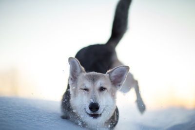 Dog running on snow covered land