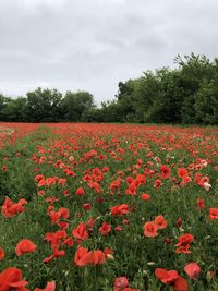 Red flowering plants on field against sky