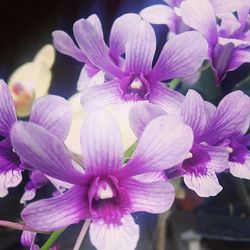 Close-up of purple orchids blooming outdoors
