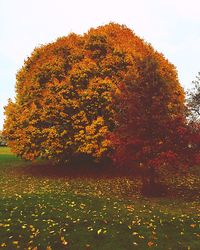 Plants growing on a tree