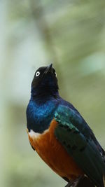 Close-up of a bird