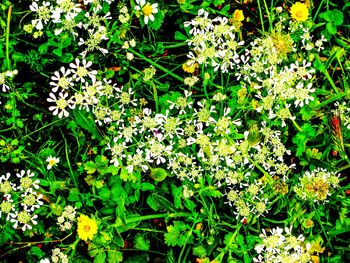 Yellow flowers blooming in park