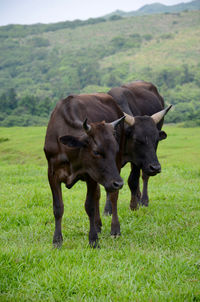 Cows on field